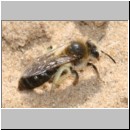 Andrena barbilabris - Sandbiene w05 11mm.jpg